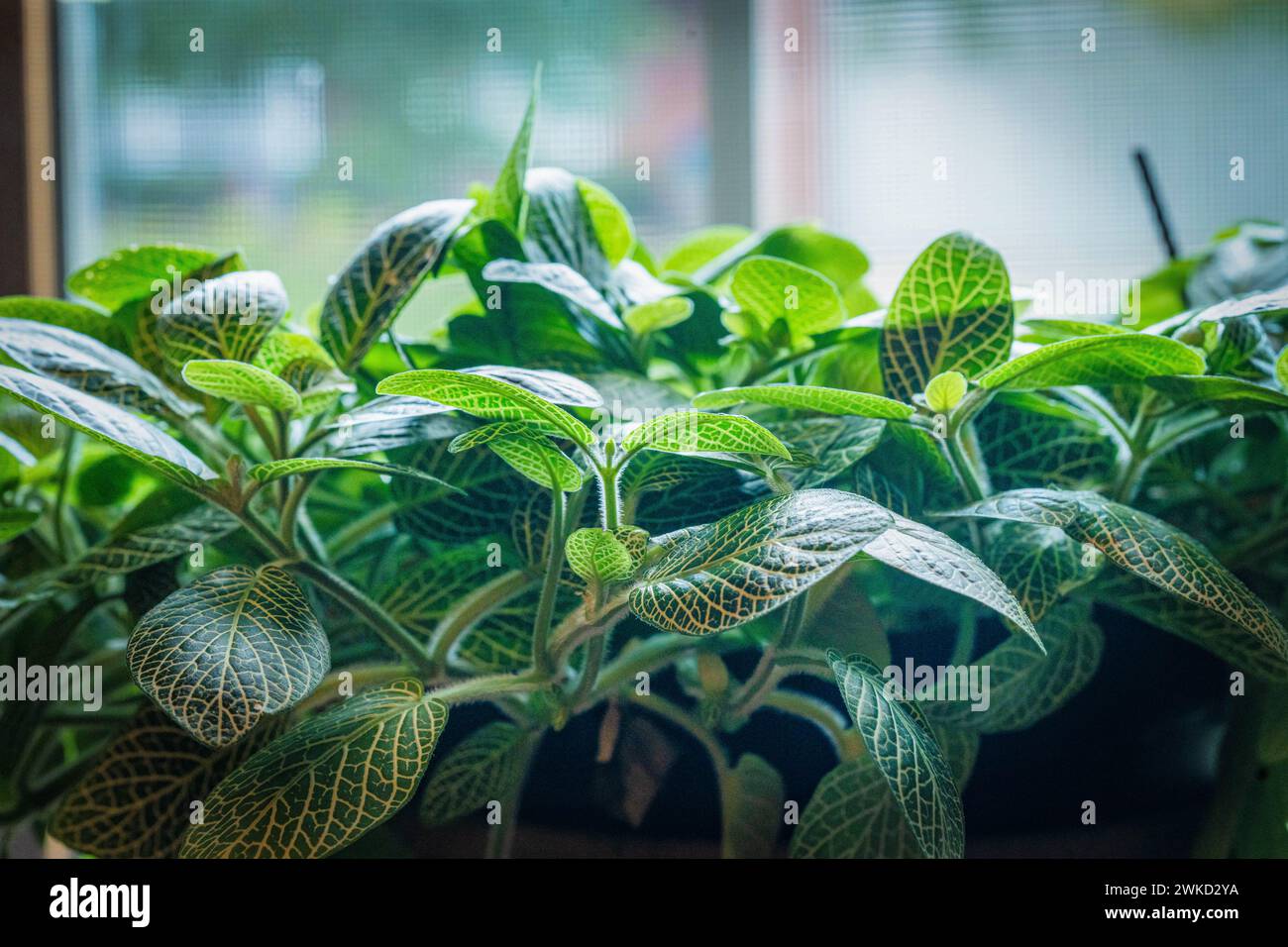 Una pianta in vaso con foglie verdi e gialle vivaci macchiate di punti marroni e neri Foto Stock