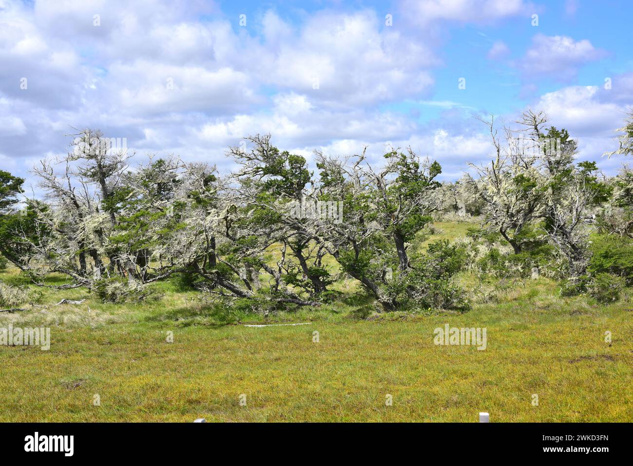 Ñirre o faggio antartico (Nothofagus antartide) è un albero deciduo originario del Cile meridionale e dell'Argentina. Questa foto è stata scattata in Patagonia, ultima Foto Stock