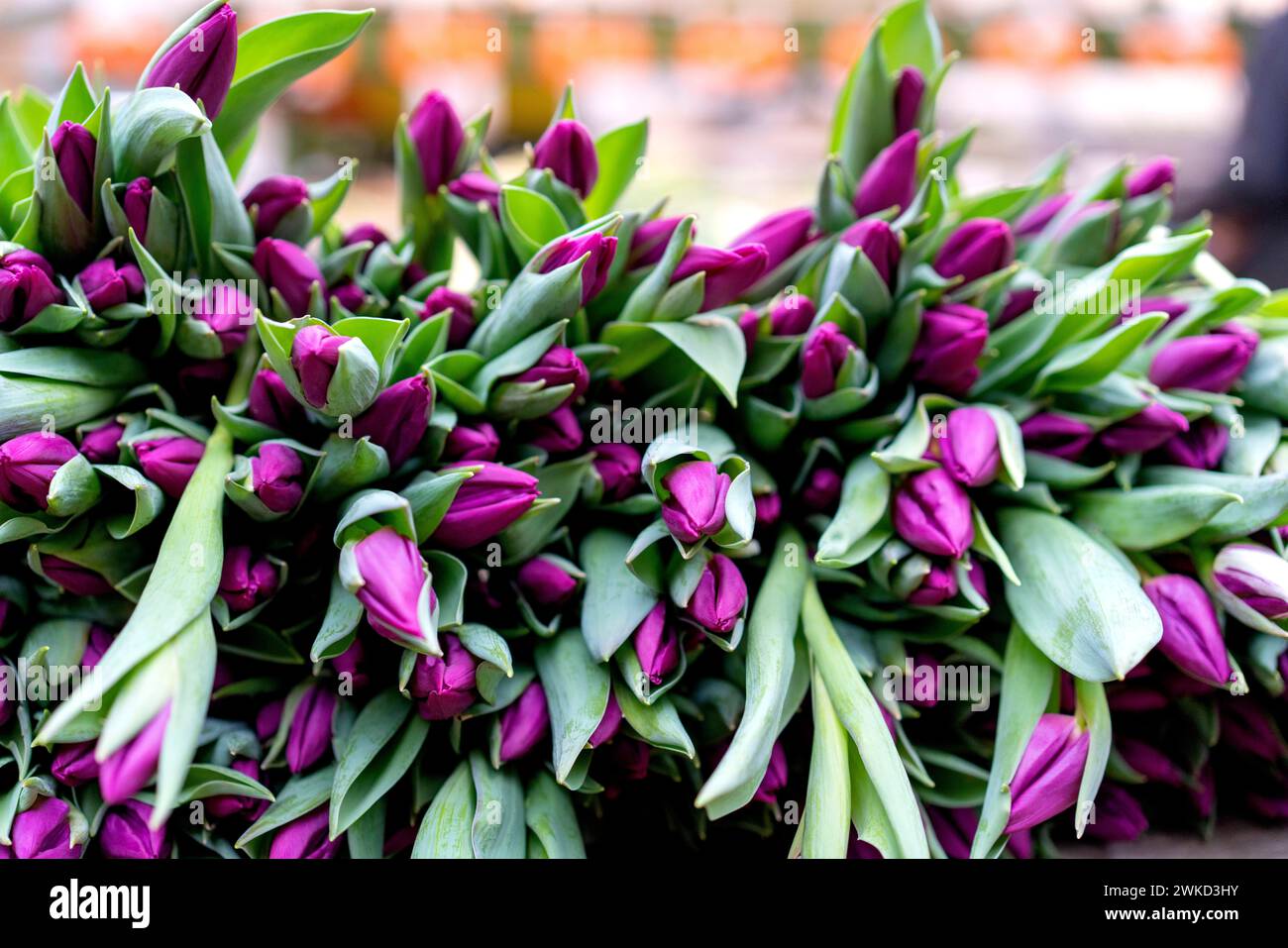 Tulipani, fiori di Flower Auction Plantion a Ede Holland, vvbvanbree fotografie Foto Stock