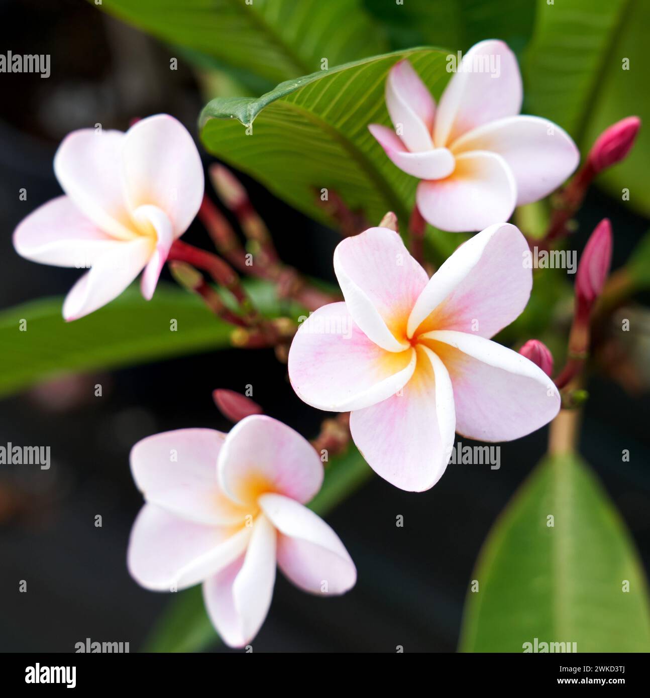 Plumeria by Flower Auction Plantion a Ede Holland, vvbvanbree fotografie Foto Stock