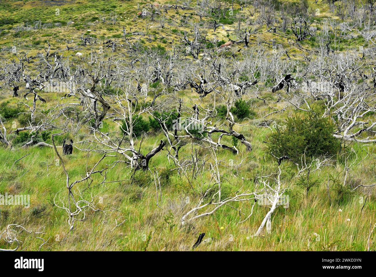 Lenga, haya austral o faggio di Lenga (Nothofagus pumilio) è un albero deciduo originario delle Ande meridionali del Cile e dell'Argentina. Foresta bruciata. Questa foto Foto Stock