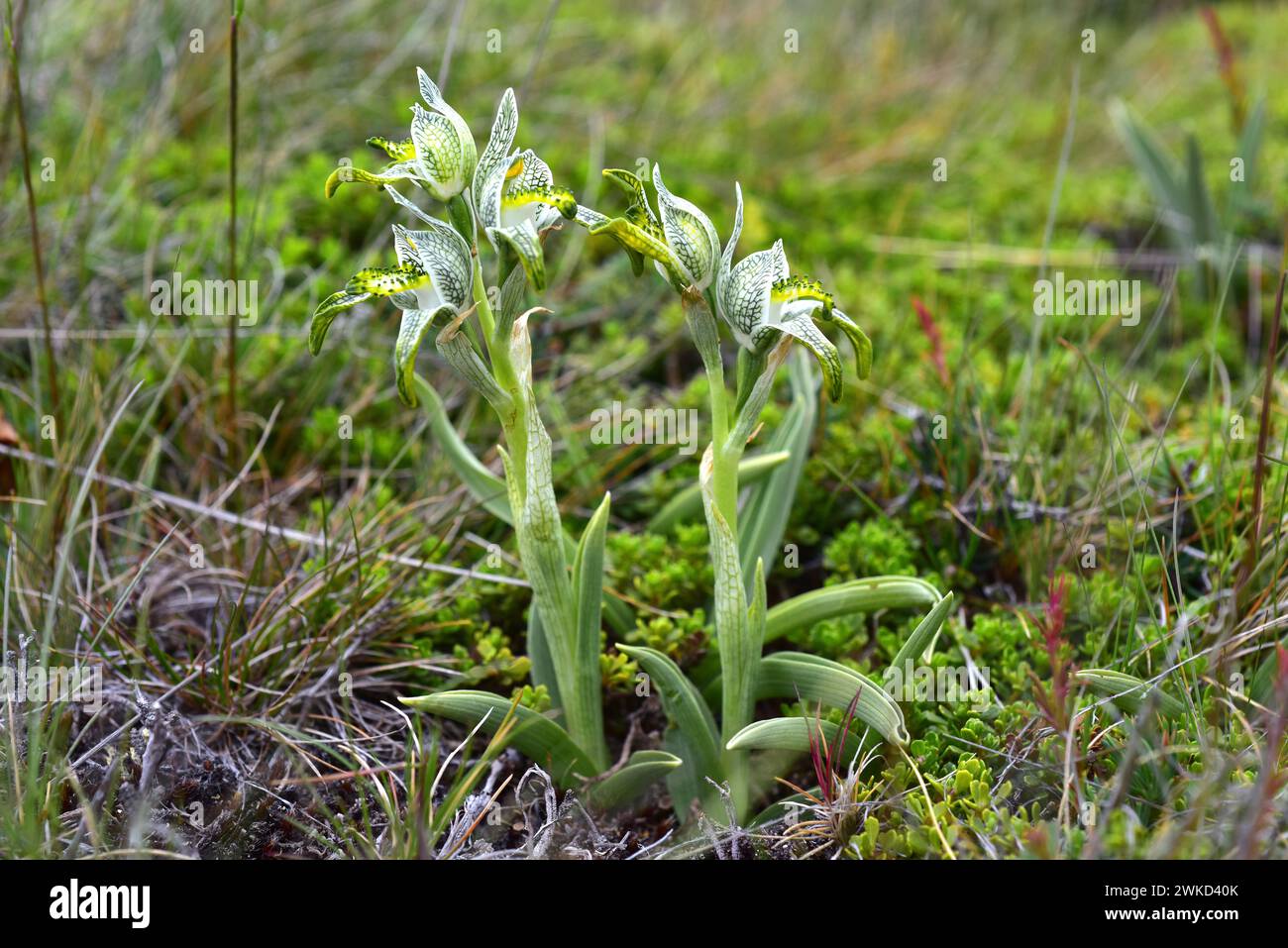 L'orchidea di porcellana (Chloraea magellanica o Asarca magellanica) è un'erba perenne originaria delle Ande meridionali dall'Argentina e dal Cile. Questa foto era da te Foto Stock