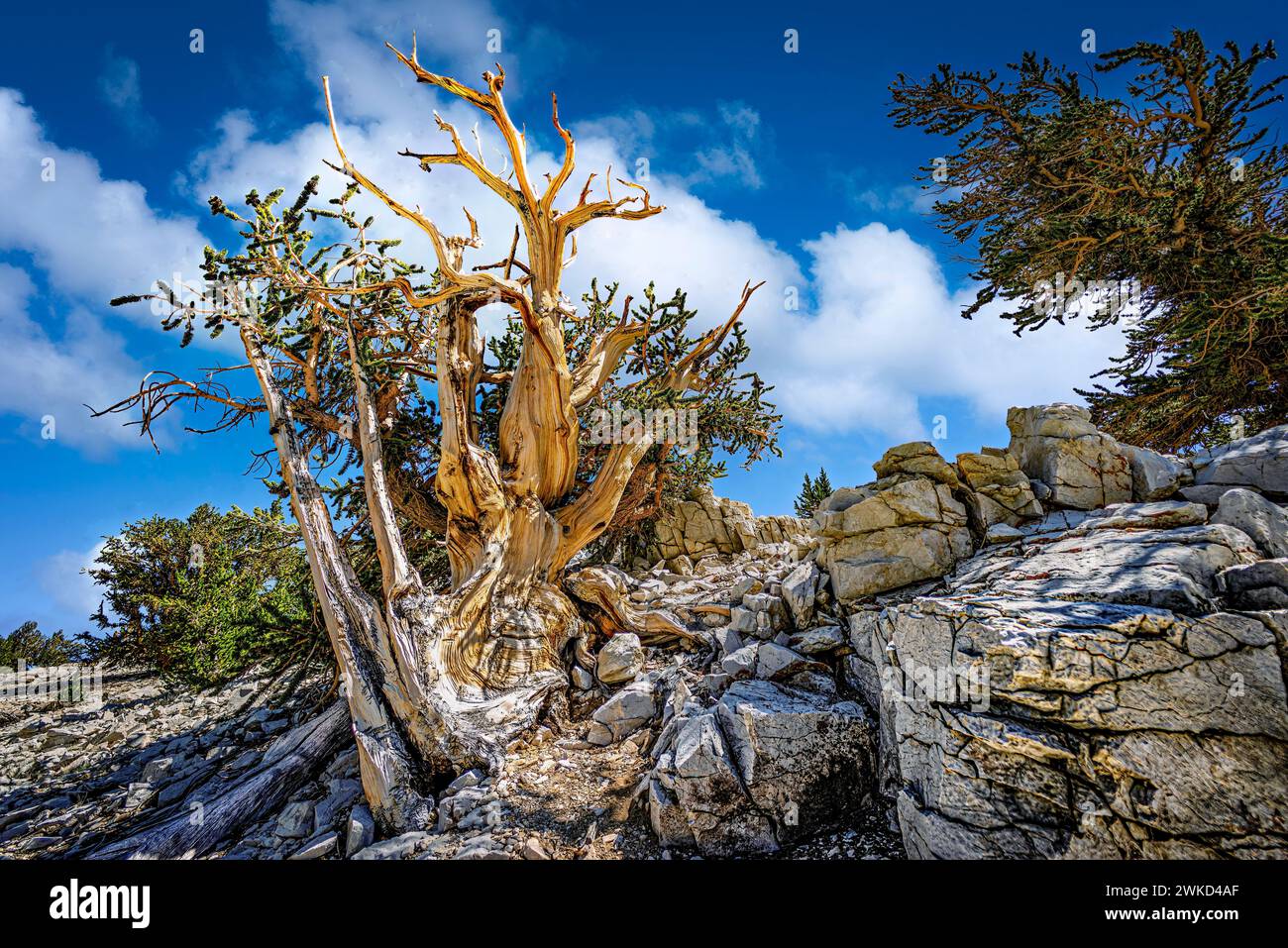 Un antico pino di setole nelle White Mountains della California Foto Stock
