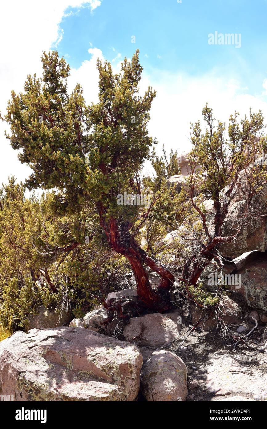 Queñua o queñoa de altura (polylepis rugulosa) è un piccolo albero in via di estinzione originario delle Ande. Questa foto è stata scattata nel Parco Nazionale di Lauca, AR Foto Stock