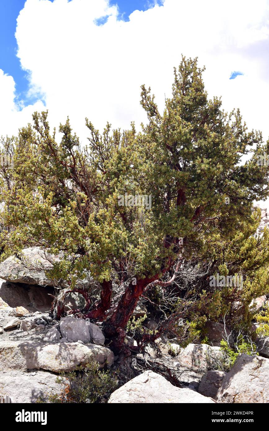 Queñua o queñoa de altura (polylepis rugulosa) è un piccolo albero in via di estinzione originario delle Ande. Questa foto è stata scattata nel Parco Nazionale di Lauca, AR Foto Stock
