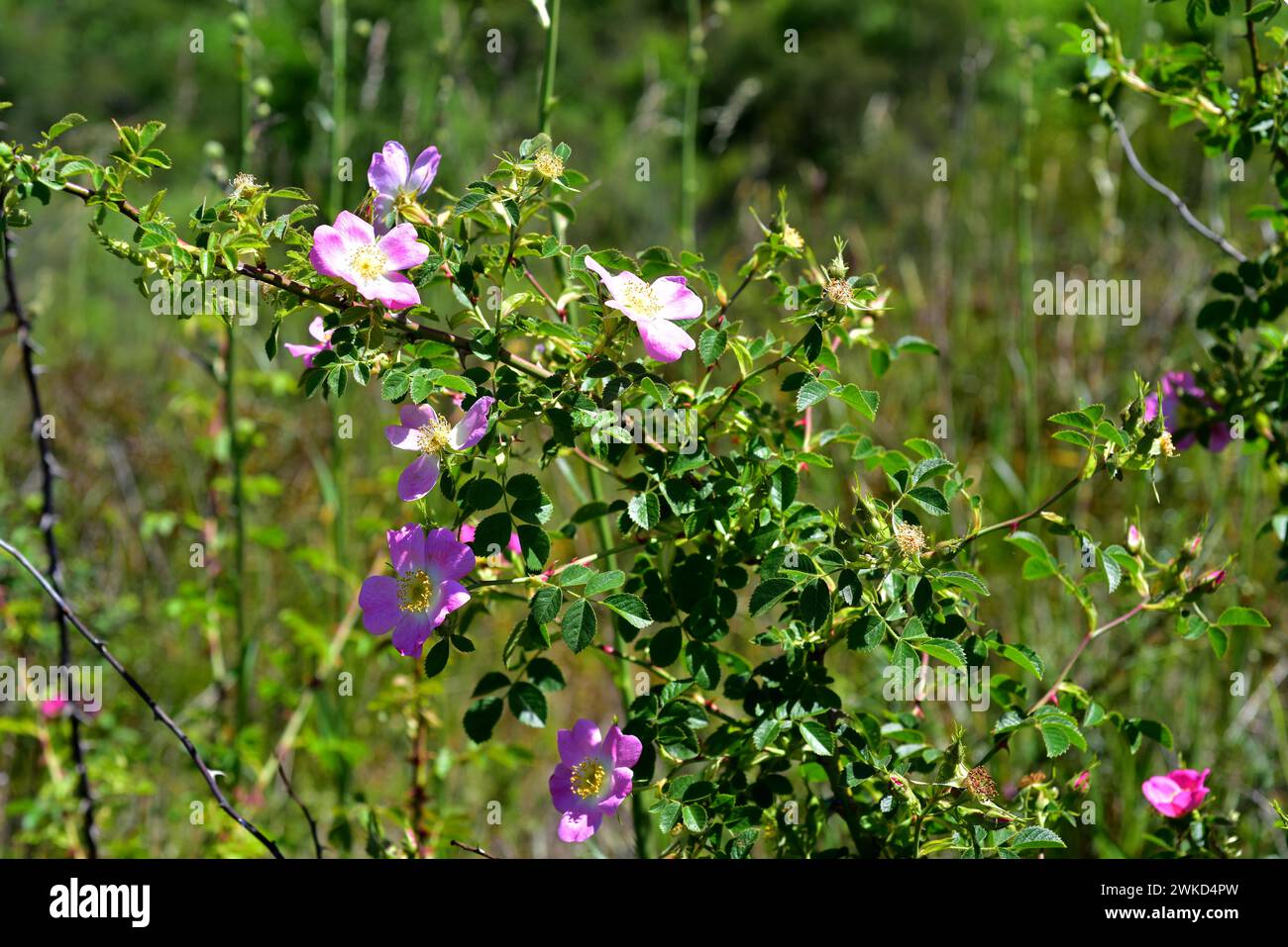 il briar dolce o rosa mosqueta (Rosa rubiginosa o Rosa eglanteria) è un arbusto spinoso e deciduo originario dell'Europa e dell'Asia occidentale e naturalizzato in othe Foto Stock