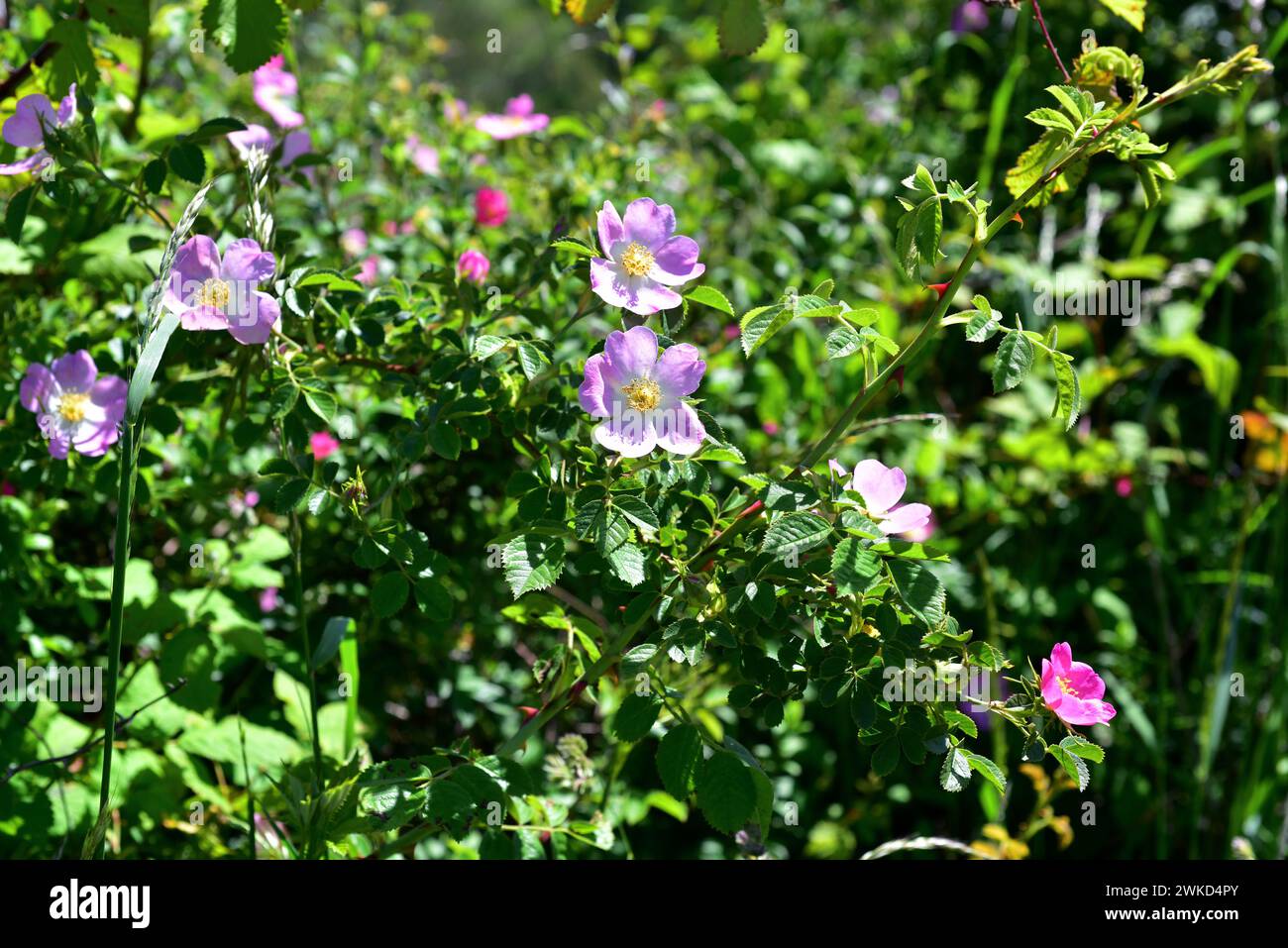 il briar dolce o rosa mosqueta (Rosa rubiginosa o Rosa eglanteria) è un arbusto spinoso e deciduo originario dell'Europa e dell'Asia occidentale e naturalizzato in othe Foto Stock