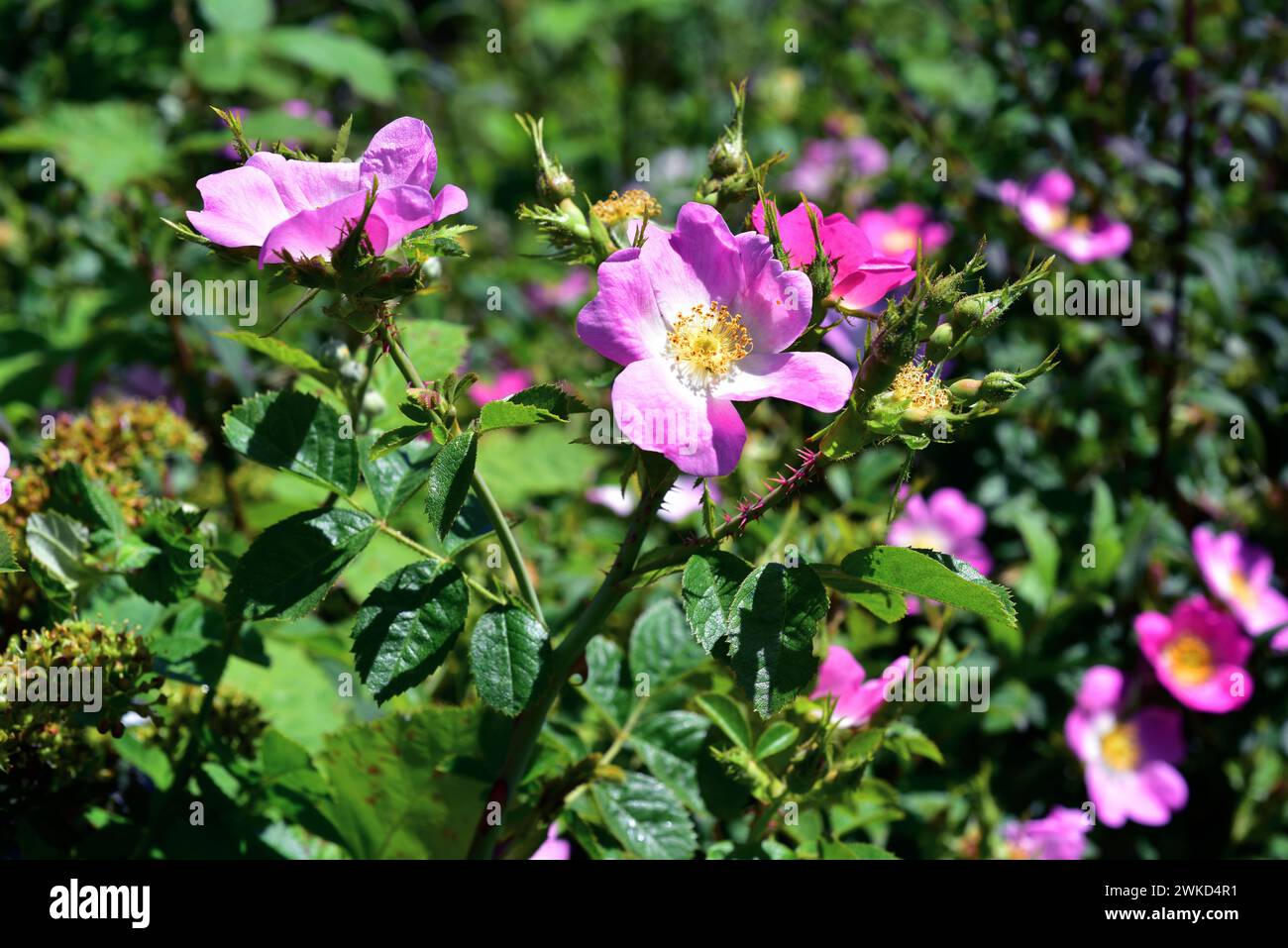 il briar dolce o rosa mosqueta (Rosa rubiginosa o Rosa eglanteria) è un arbusto spinoso e deciduo originario dell'Europa e dell'Asia occidentale e naturalizzato in othe Foto Stock