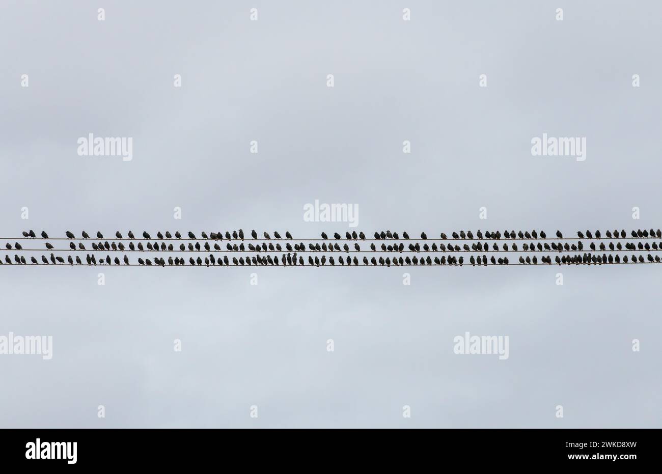 Birds on a wire: Stalli che si aggirano sulle linee elettriche, Galles, Regno Unito Foto Stock