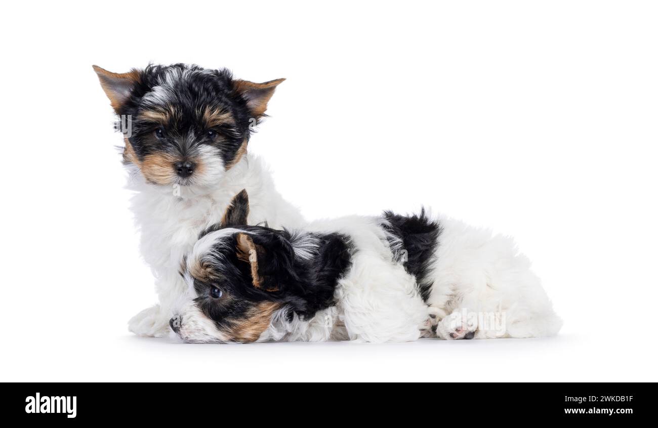 Adorabile duo di cuccioli Biewer Terrier, seduti e sdraiati insieme. Uno che guarda verso la telecamera, uno di lato. isolato su sfondo bianco. Foto Stock