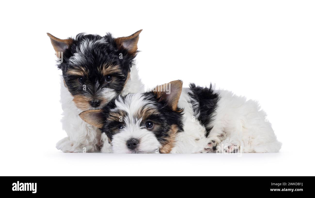 Adorabile duo di cuccioli Biewer Terrier, seduti e sdraiati insieme. Guardando verso la fotocamera. isolato su sfondo bianco. Foto Stock