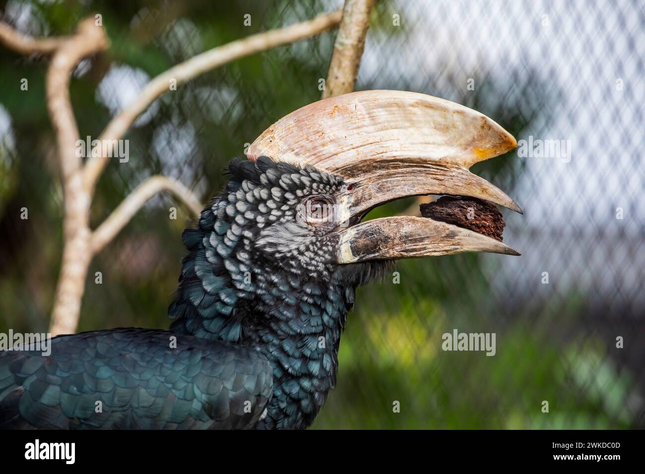 Immagine ravvicinata di carpino dalle guance argentate. È una grande specie di carpino che si trova in Africa, le alte foreste sempreverdi dell'Africa orientale. Foto Stock