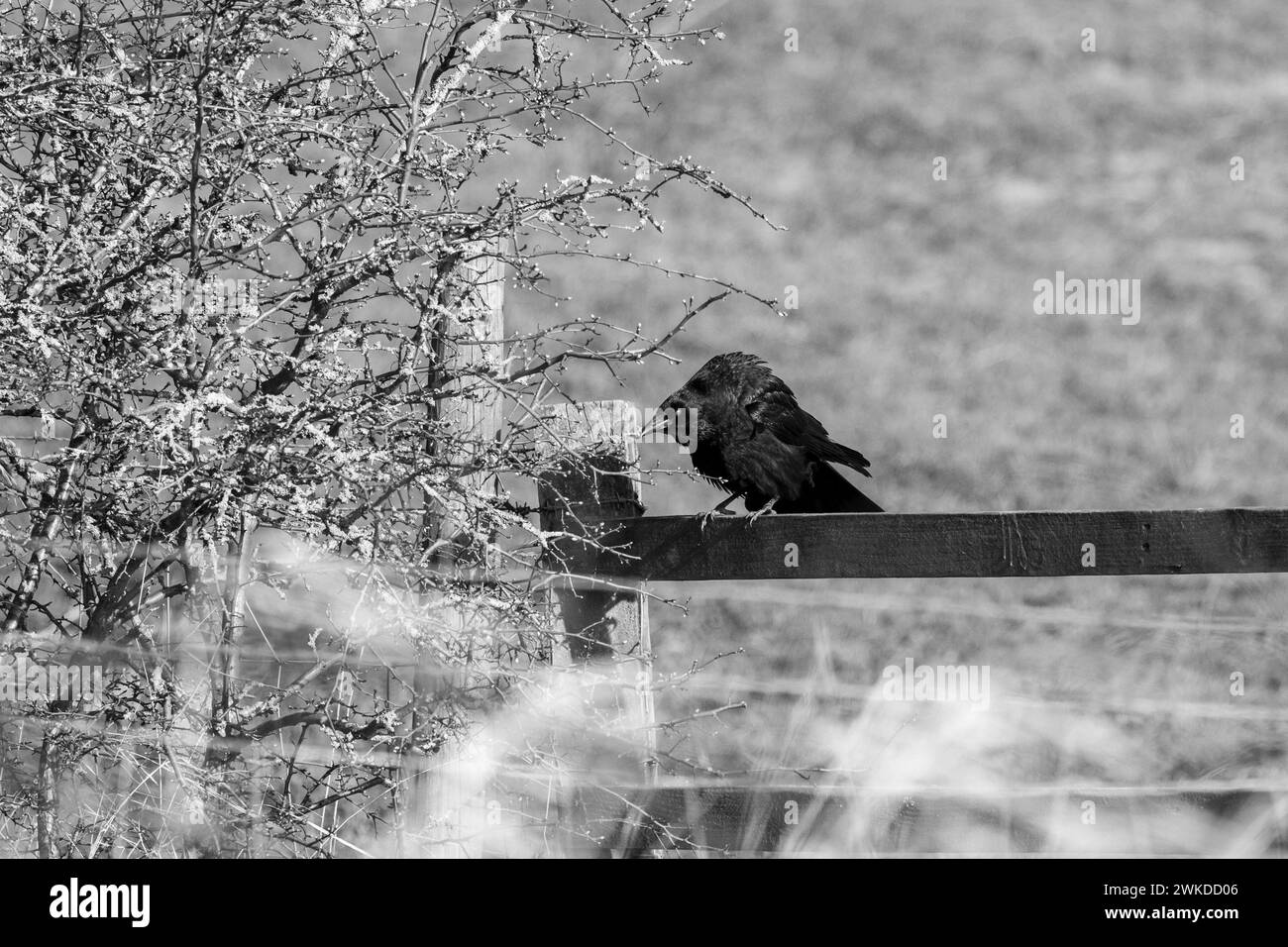 Un corvido inquietante e spaventoso, arroccato su una recinzione in bianco e nero. Yorkshire, Regno Unito in inverno Foto Stock