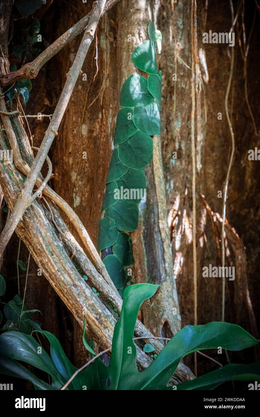 pianta lievitata verde che cresce sul lato di un albero Foto Stock