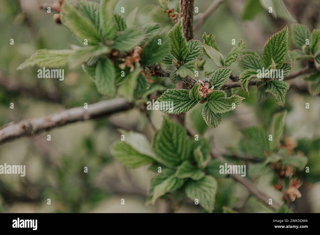 L'inizio della primavera, rami l'albero di mele selvatico. Sfondo naturale albero fiorito di colore verde tenue. Scena naturale primaverile, messa a fuoco selettiva. Botanico W Foto Stock