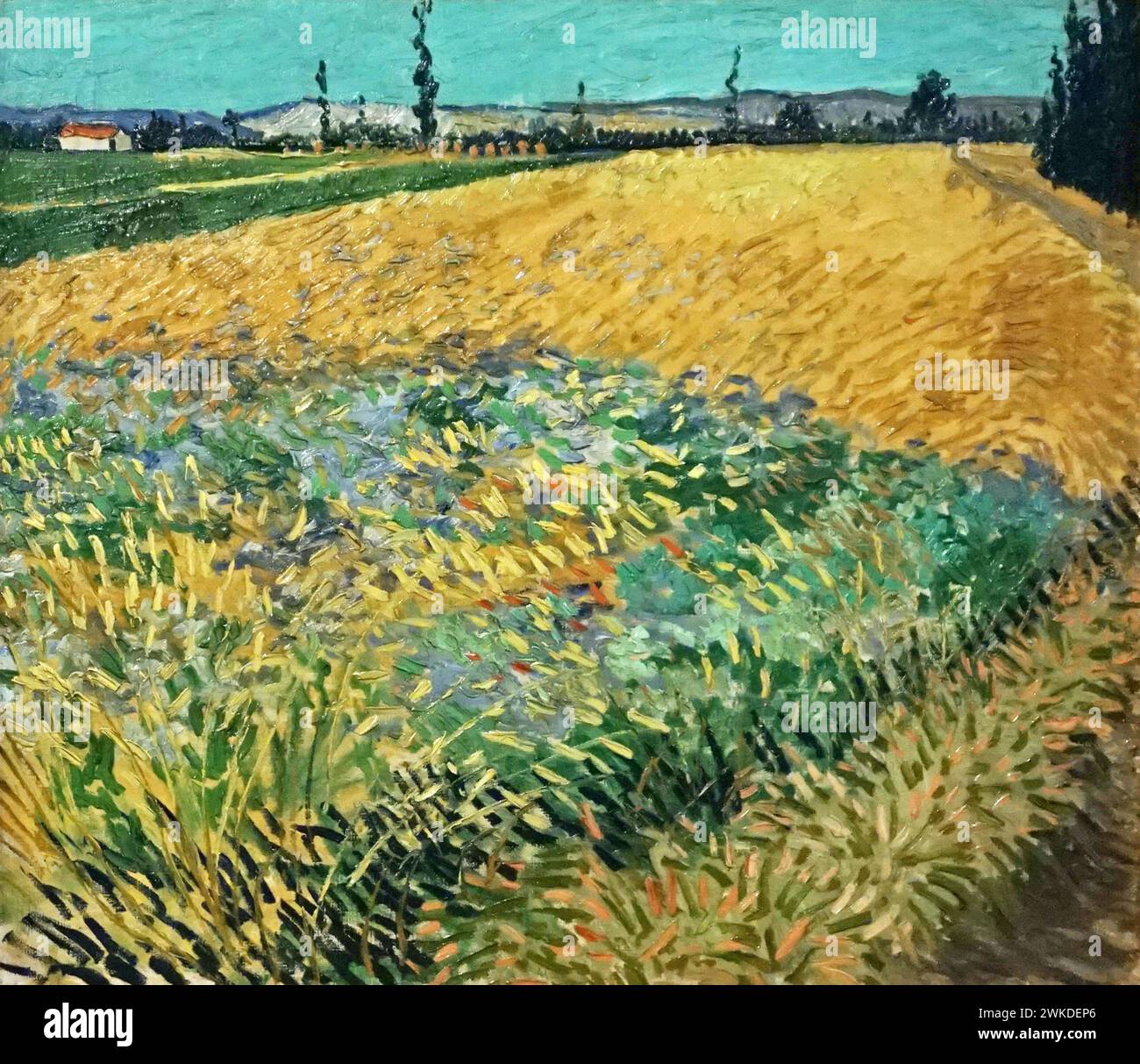 Wheatfield (1888) di Vincent van Gogh (1853-1890) Foto Stock