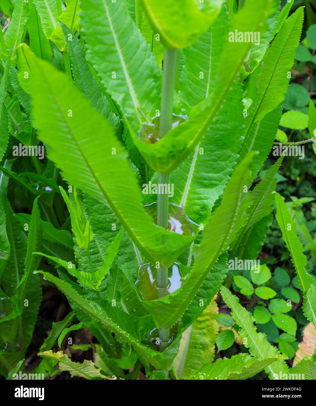 Acqua piovana depositata nelle foglie e nei fusti di una pianta di Teasel, Teazel o Teazle (Dipsacus fullonum), Inghilterra, Regno Unito Foto Stock