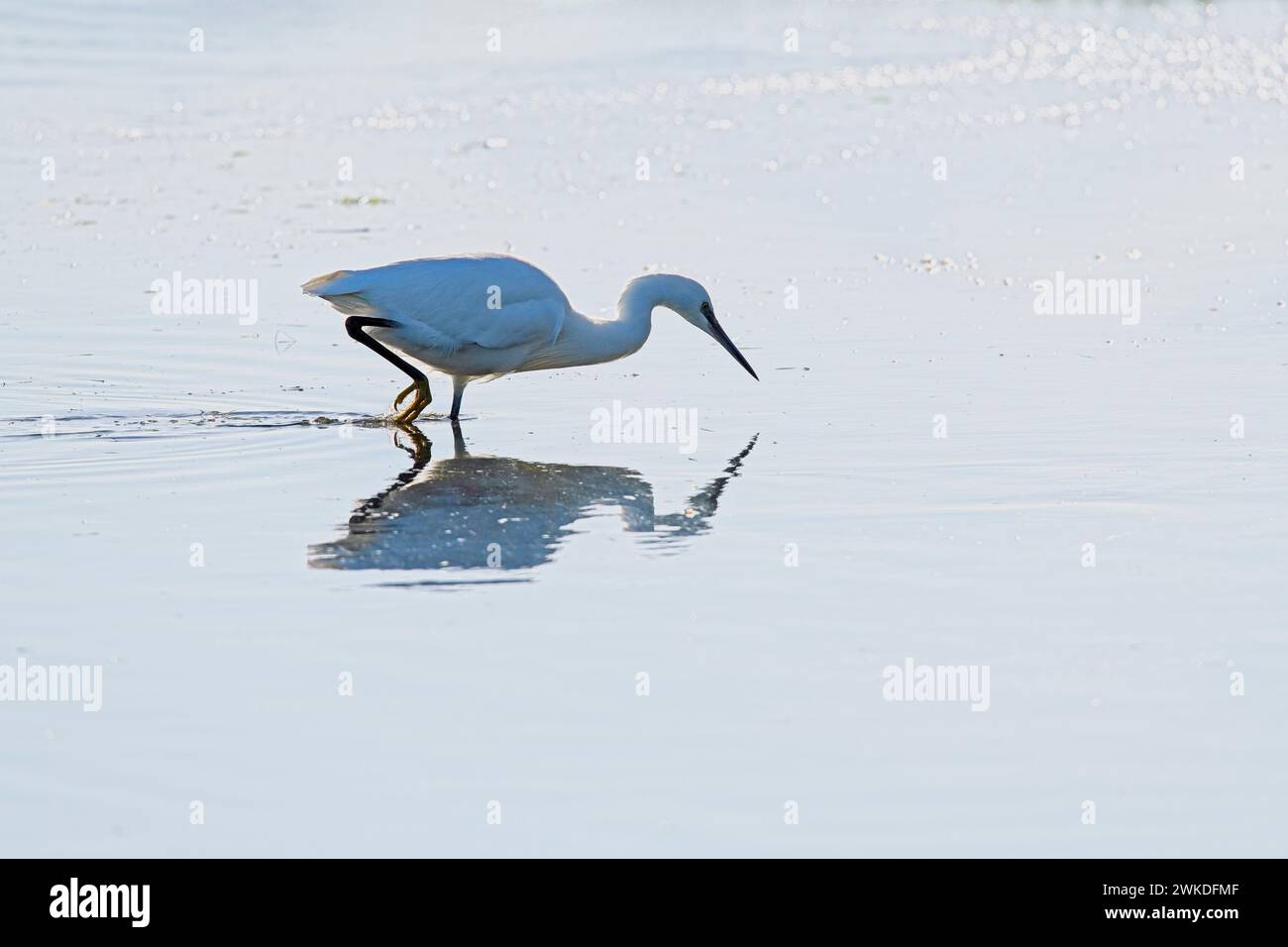 Little Egret pesca nel sud del Regno Unito Foto Stock