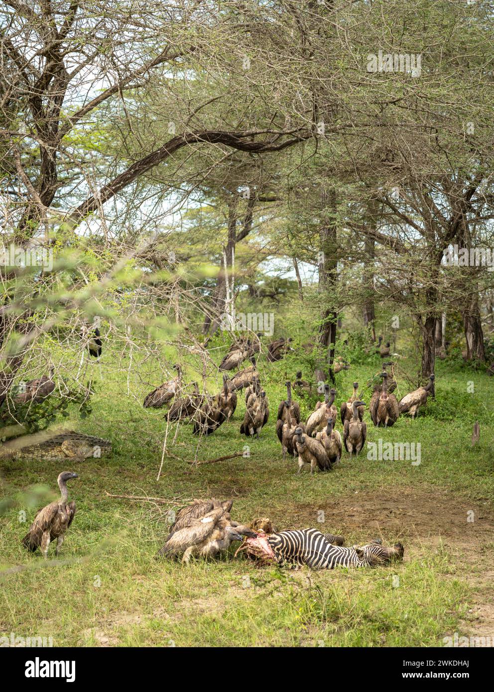 Gli avvoltoi bianchi si spostano verso una zebra morta per mangiare la carcassa nel Parco Nazionale di Nyerere (Selous Game Reserve) nel sud della Tanzania. Foto Stock