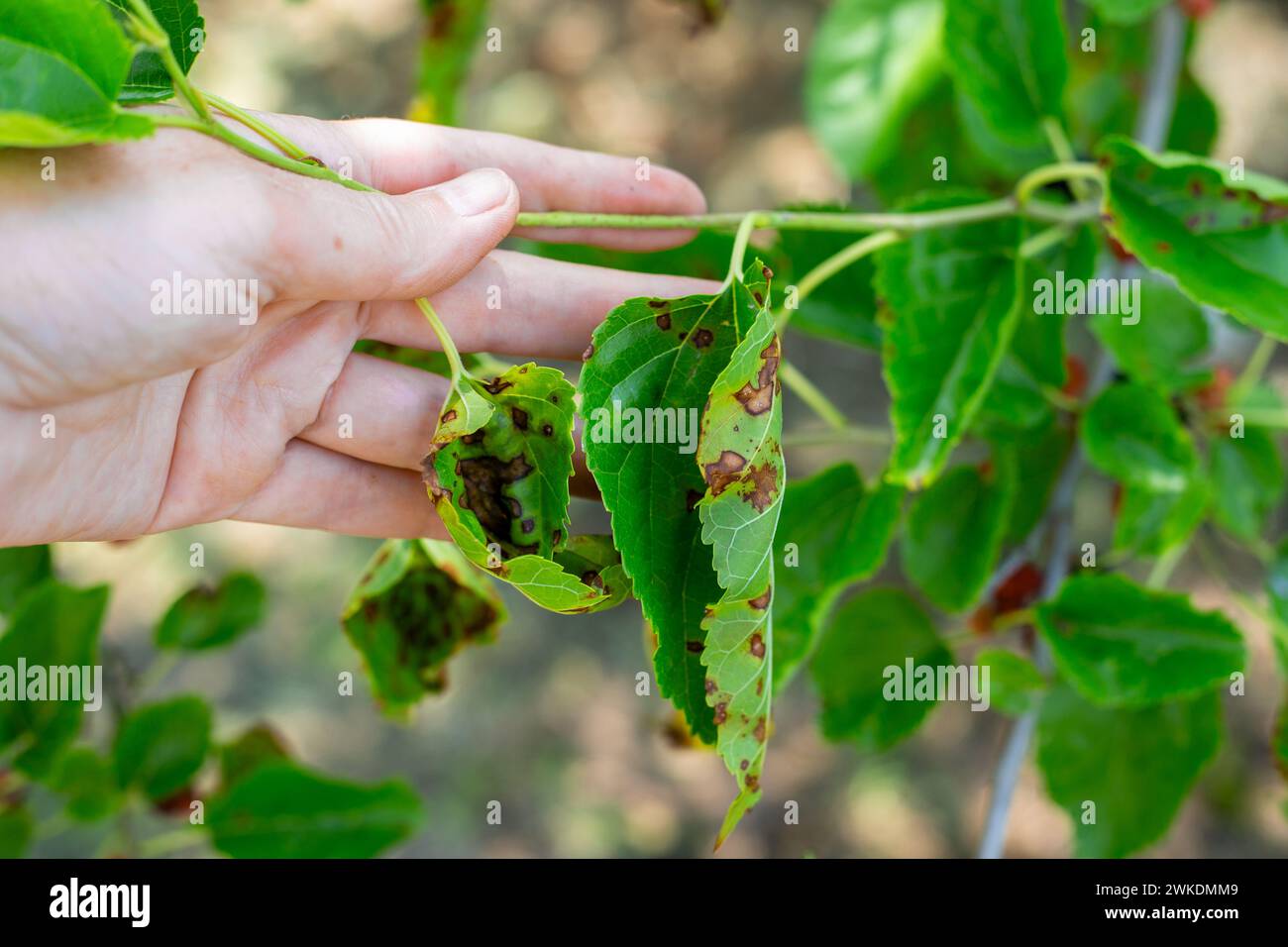 Un giardiniere esamina le foglie di un albero di gelso affetto da coccomicosi. Primo piano delle mani. Foto Stock