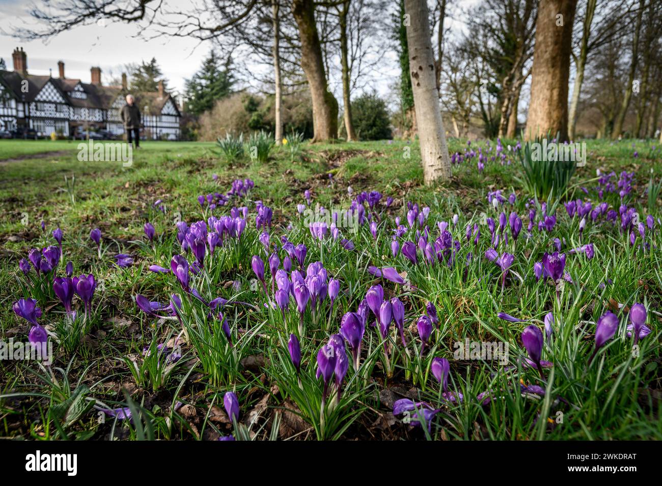 Worsley, Manchester, martedì 20 febbraio 2024. Un colorato raccolto di Crocus in piena fioritura su Worsley Green mentre il bel sole primaverile bagna il nord-ovest dell'Inghilterra. Crediti: Paul Heyes/Alamy News Live. Foto Stock