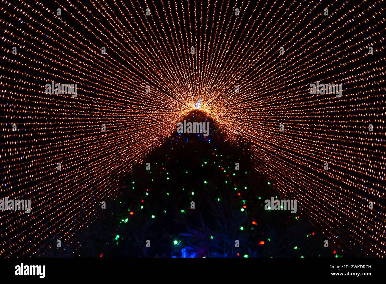 Grande e magico albero di Natale con luci di notte. Vigilia di Natale Foto Stock