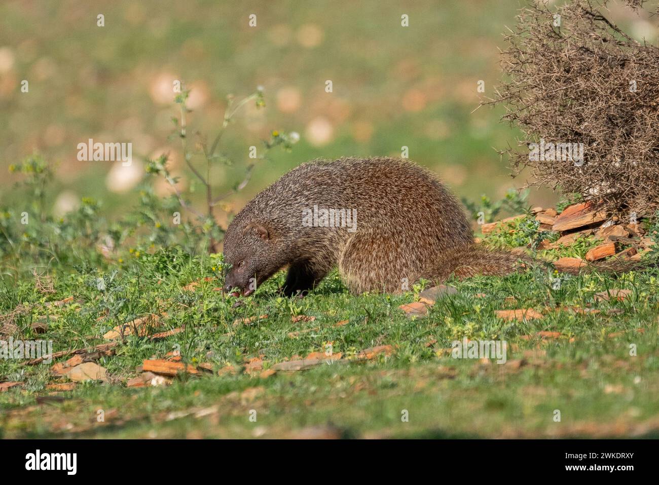 Bellissimo ritratto di una mangusta che gode della libertà nella Sierra Morena nella comunità di Andalusia, Spagna, Europa Foto Stock