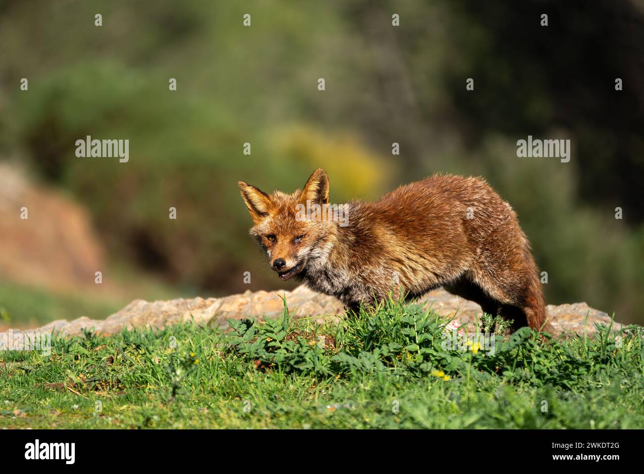 Bellissimo ritratto di una volpe rossa libera nella natura della Spagna, Sierra Morena, Andalusia Foto Stock