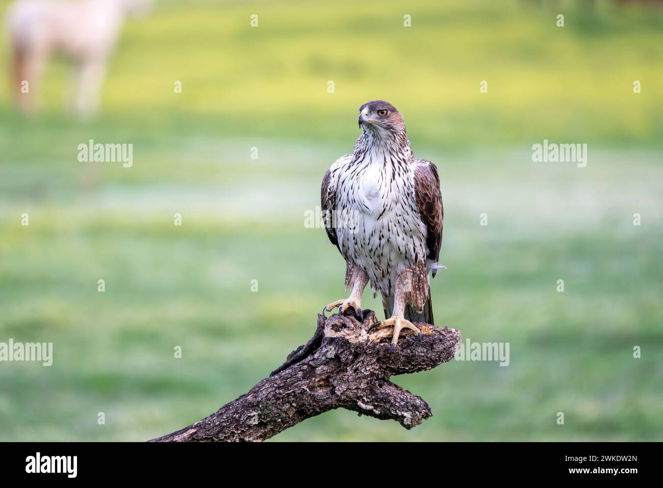 Bellissimo ritratto ravvicinato di un'aquila di Bonelli nella campagna della Sierra Morena, Andalusia, Spagna, Europa Foto Stock