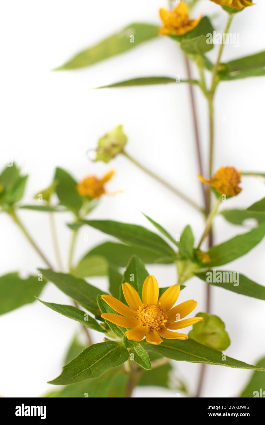wedelia, nota anche come occhio di bue strisciante, wedelia trilobata, fiori gialli vibranti originari del messico e dell'america centrale, formano un fitto tappeto di soppressione del fogliame Foto Stock
