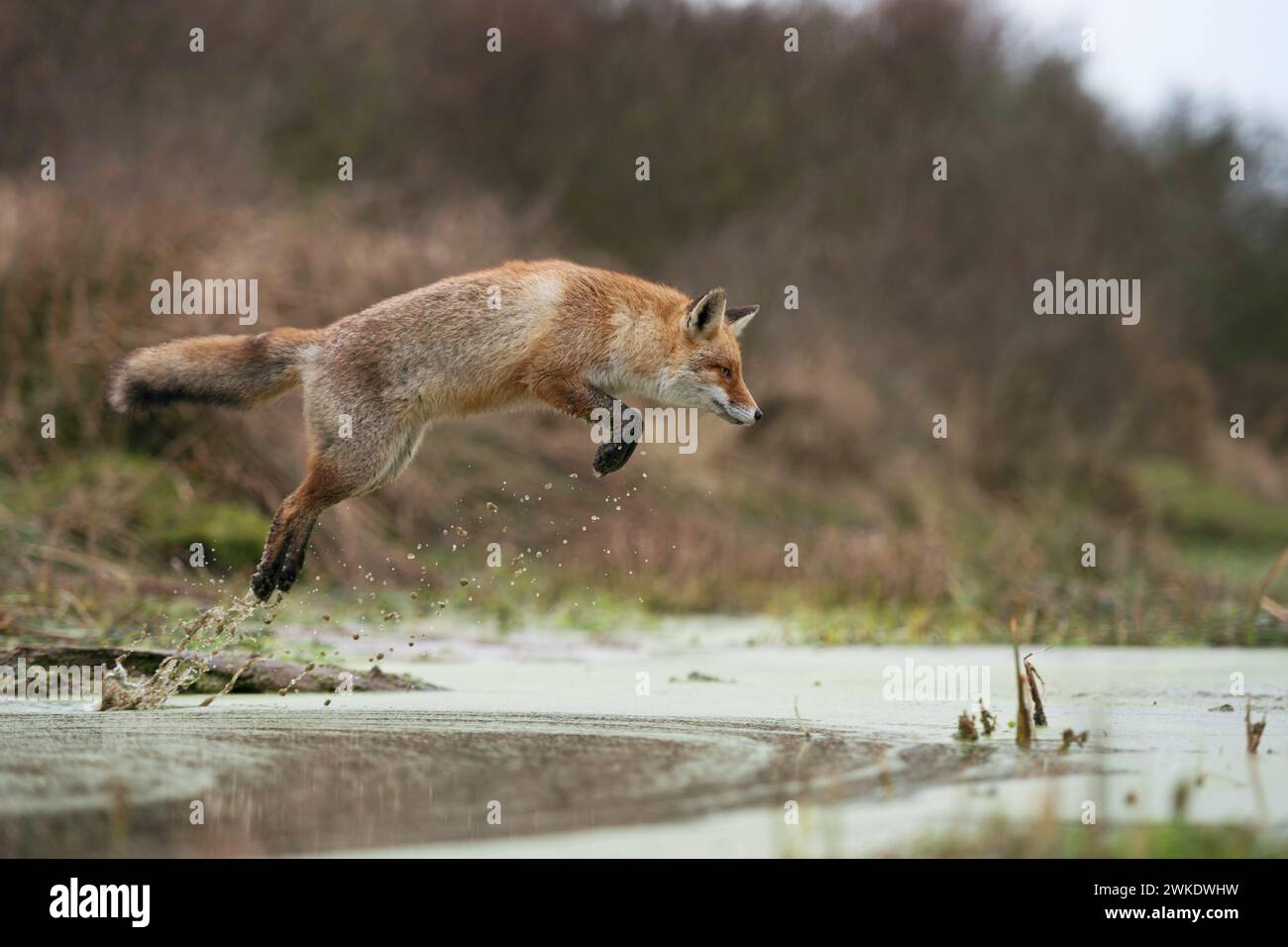 Red Fox ( Vulpes vulpes ), adulto in inverno, saltando su un piccolo torrente in una palude, salto lontano e alto, caccia, fauna selvatica, Europa. Foto Stock