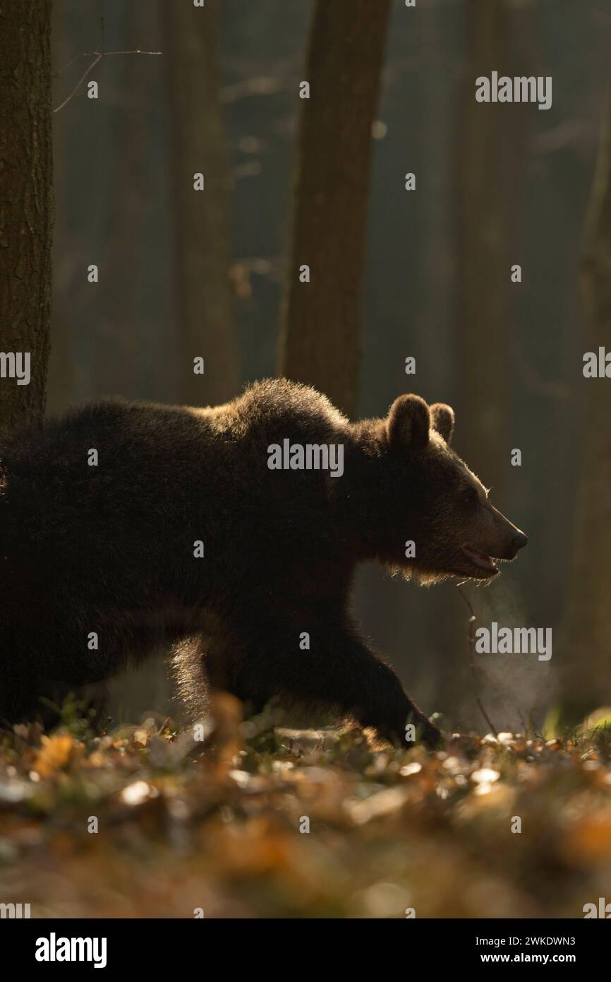 Orso bruno europeo ( Ursus arctos ) camminando attraverso una foresta, alla luce del primo mattino, situazione di retroilluminazione, nube di respiro visibile, Europa. Foto Stock