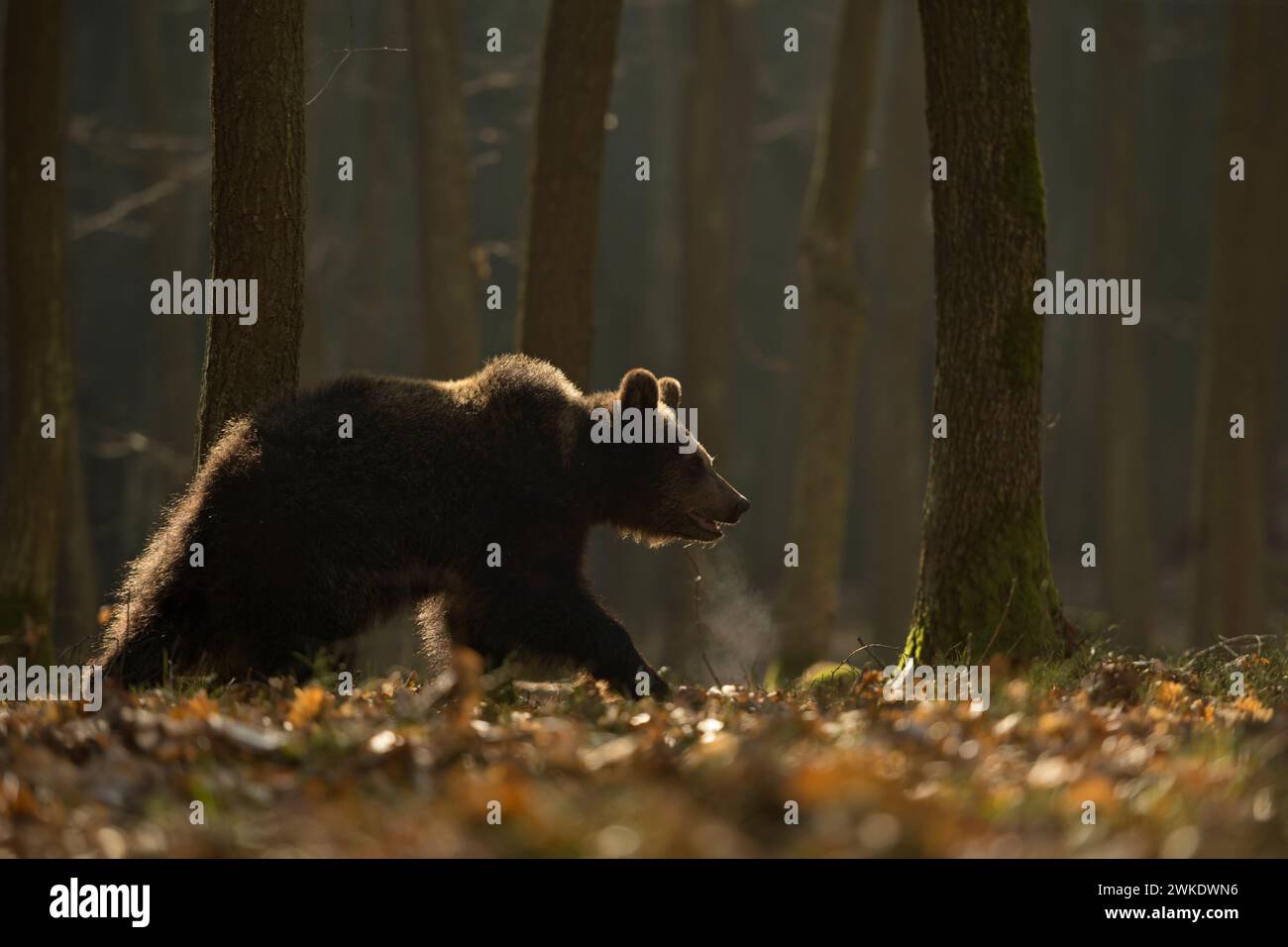 Orso bruno europeo ( Ursus arctos ) camminando attraverso una foresta, alla luce del primo mattino, situazione di retroilluminazione, nube di respiro visibile, Europa. Foto Stock