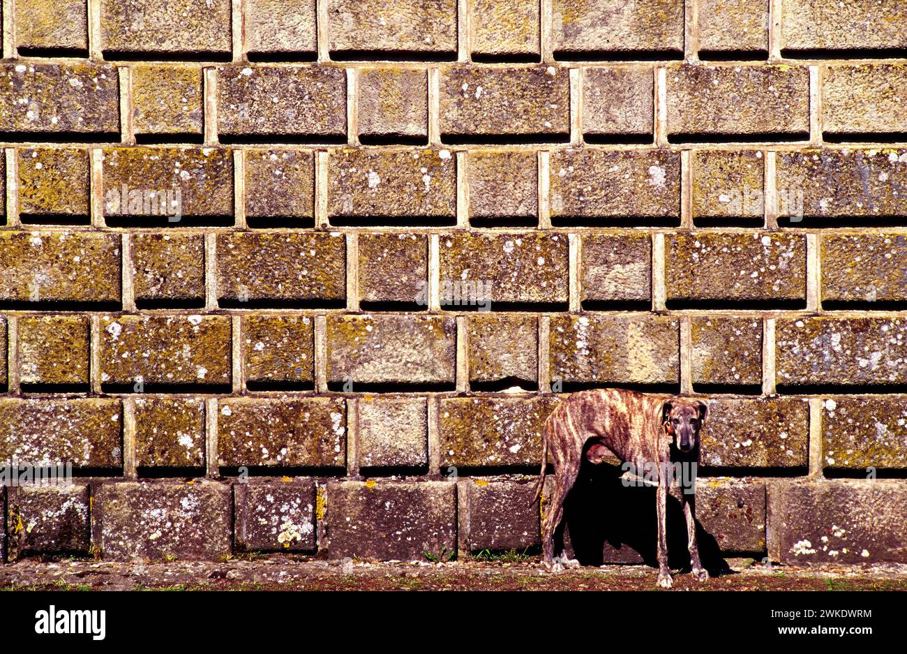 Cane guardiano di fronte a un castello Foto Stock