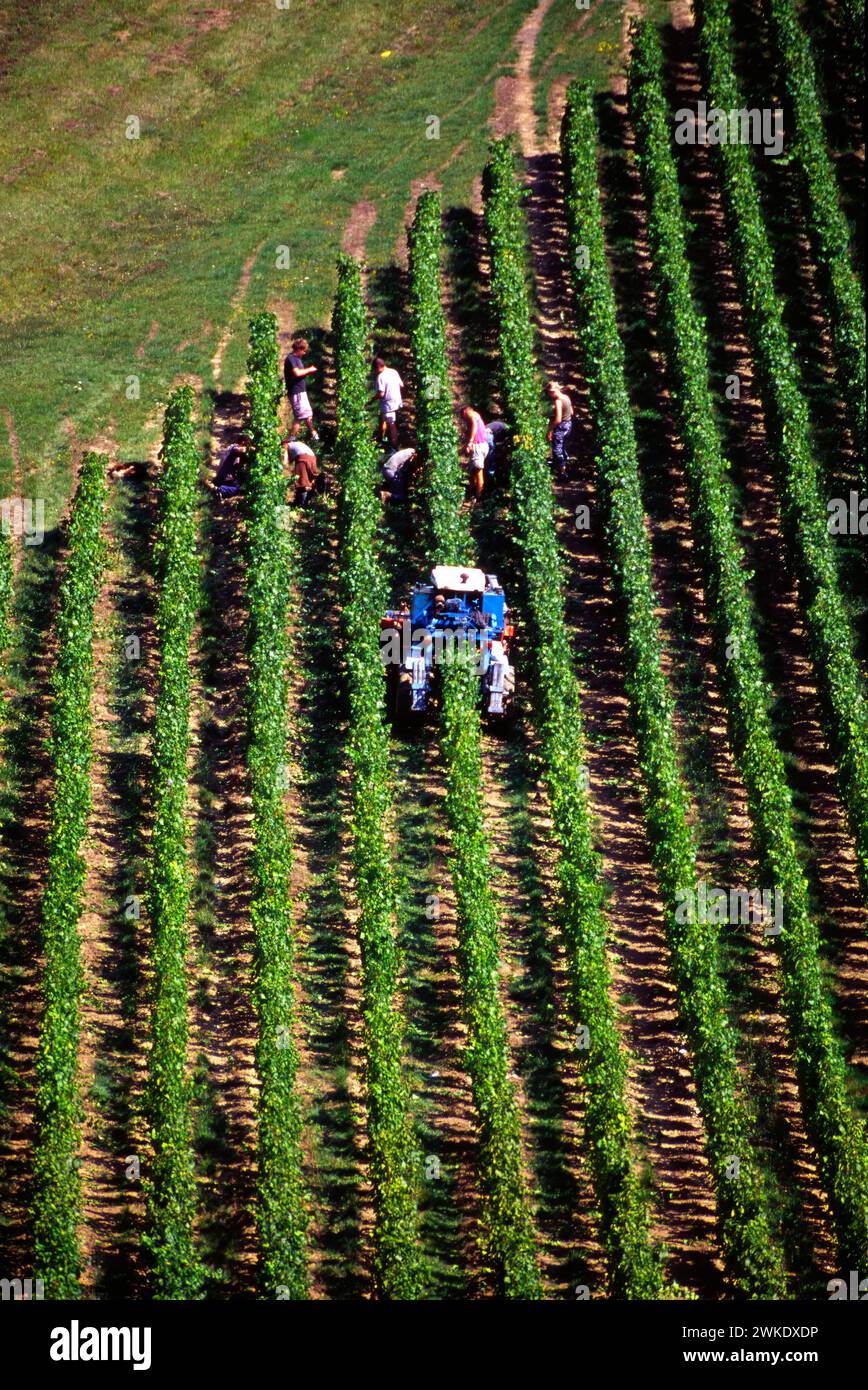 Vigneti della Côte-d'Or, Borgogna, Francia Foto Stock