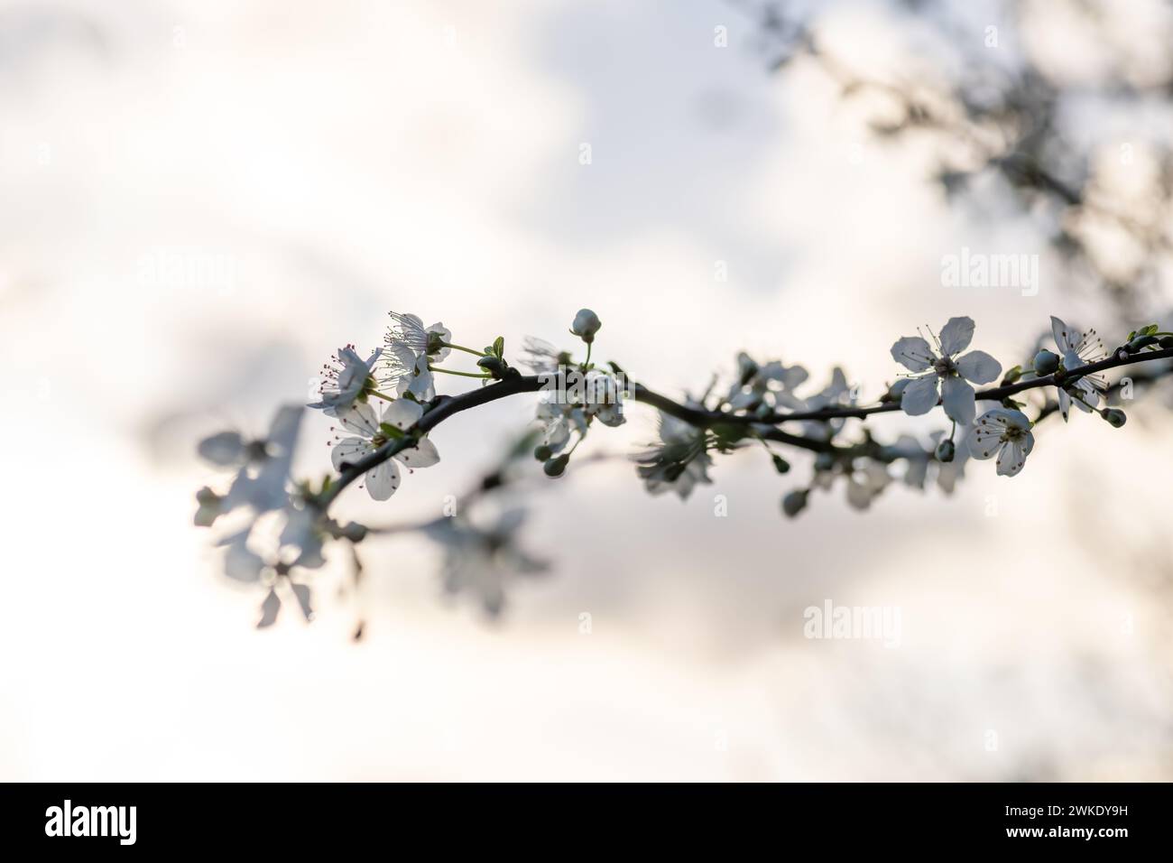 Rami di ciliegio in fiore con luce solare calda bokeh. Concetto primaverile, sfondo. Foto Stock
