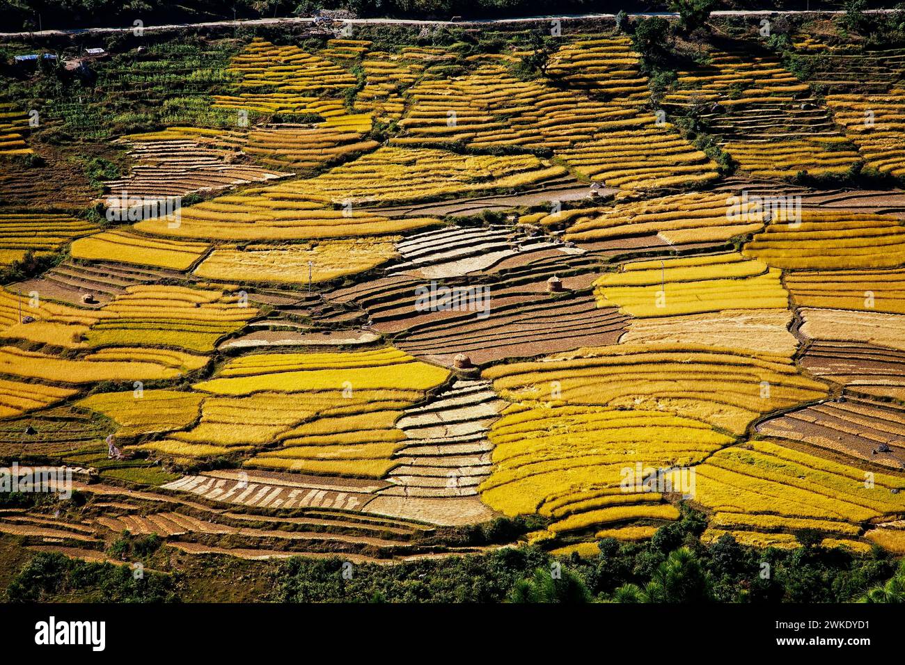 I campi di riso coprono le colline dell'alta valle del Punakha in Bhutan. Foto Stock