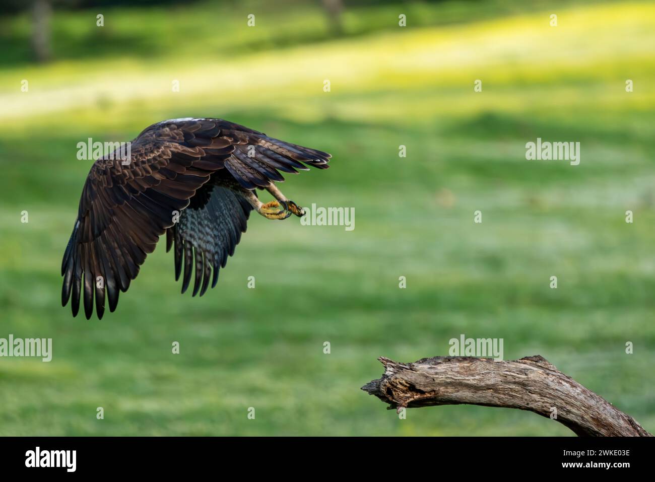 Bellissimo ritratto ravvicinato di un'aquila di Bonelli che vola nella campagna della Sierra Morena, Andalusia, Spagna, Europa Foto Stock