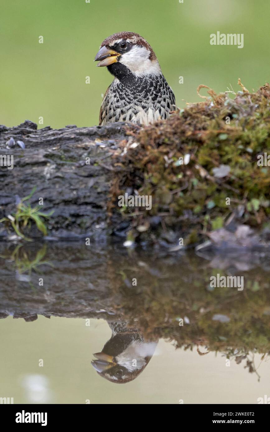 Bellissimo ritratto verticale di un passero e il suo riflesso in una pozza d'acqua vicino a Cordova, Andalusia, Spagna Foto Stock