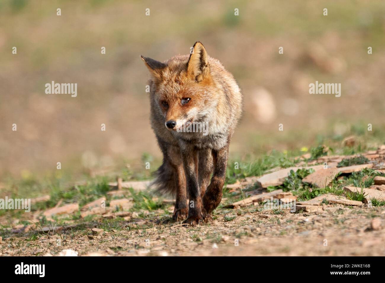 Il bellissimo ritratto di un esemplare di volpe comune con un occhio gravemente ferito cammina con lo sguardo in alto nel parco naturale della sierra de andujar Foto Stock