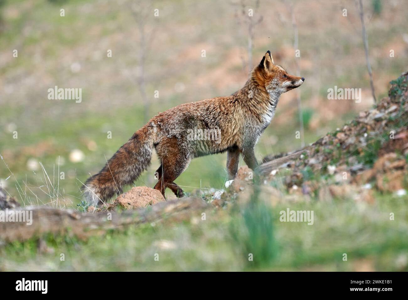 Bellissimo ritratto laterale di una volpe rossa che cammina sull'erba della foresta nel parco naturale della sierra de andujar, in andalusia, spagna Foto Stock