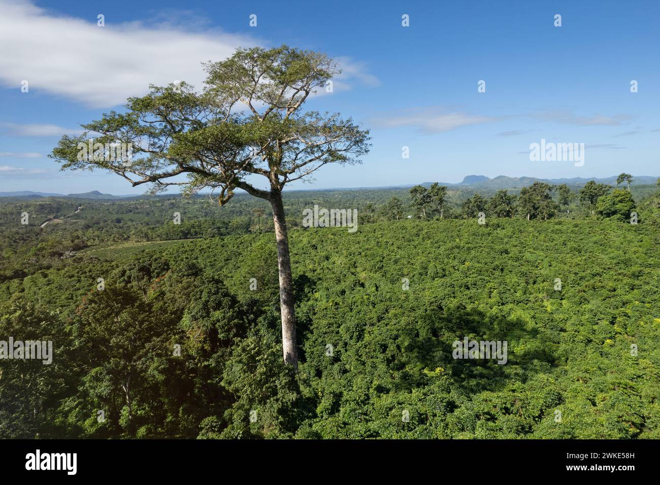 Un alto albero tropicale con vista aerea su un paesaggio verde Foto Stock