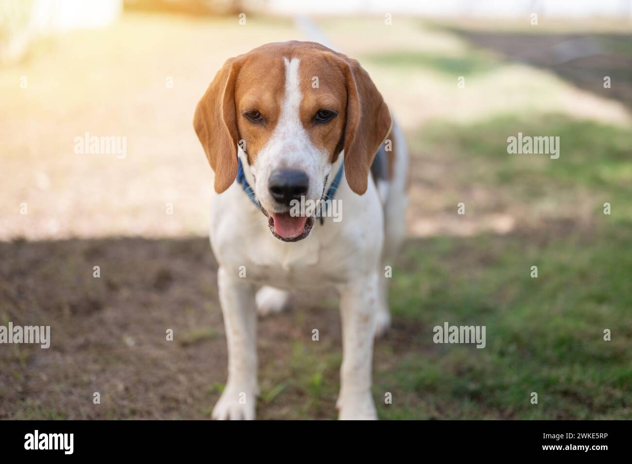 Ritratto del cane beagle seduto sull'erba e in attesa di vista ravvicinata Foto Stock