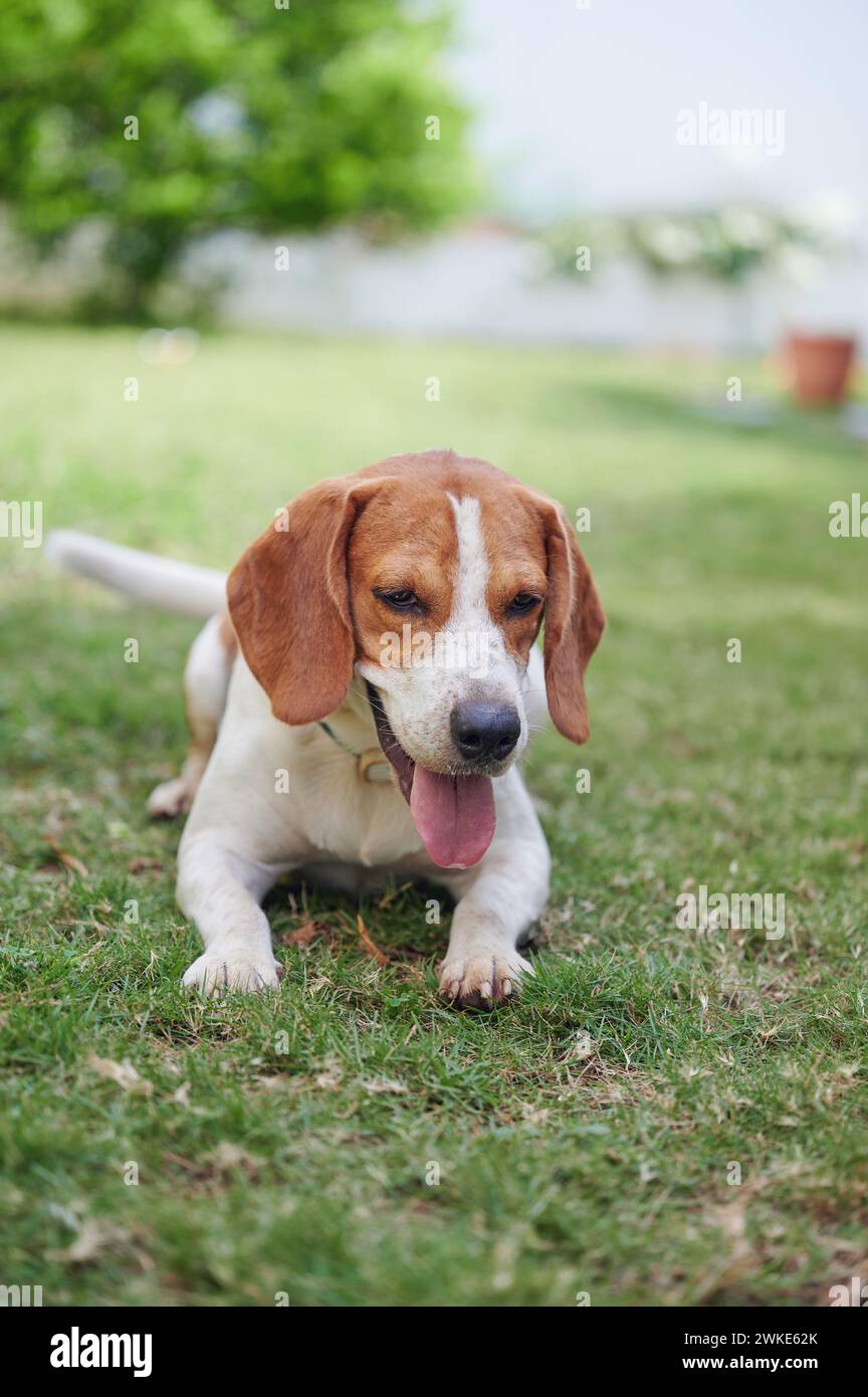 Cane beagle felice e sano che posa in erba verde Foto Stock