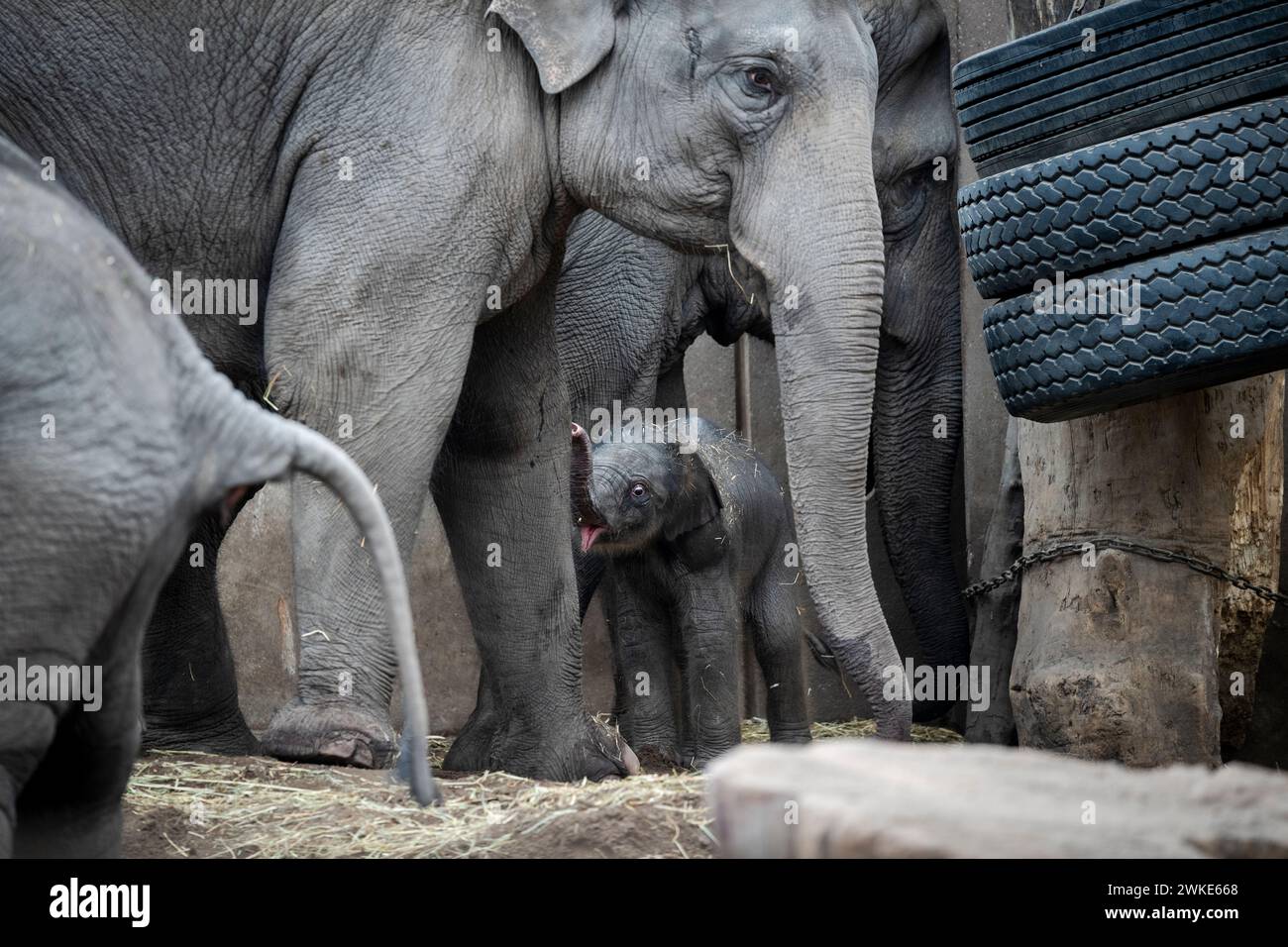 Un nuovo elefante femmina nello ZOO di Copenaghen, Danimarca, martedì 20 febbraio 2024. La notte di martedì, un elefante bambino è nato nello zoo di Copenaghen. La madre è sedicenne Maha Kumari e i padri si chiamano Fahim. La nascita del cucciolo è avvenuta naturalmente con tutto il branco coinvolto come aiutanti. Un elefante è incinta per 22 mesi, che è il più lungo nel regno animale. Un elefante neonato pesa 70-90 kg alla nascita Foto Stock