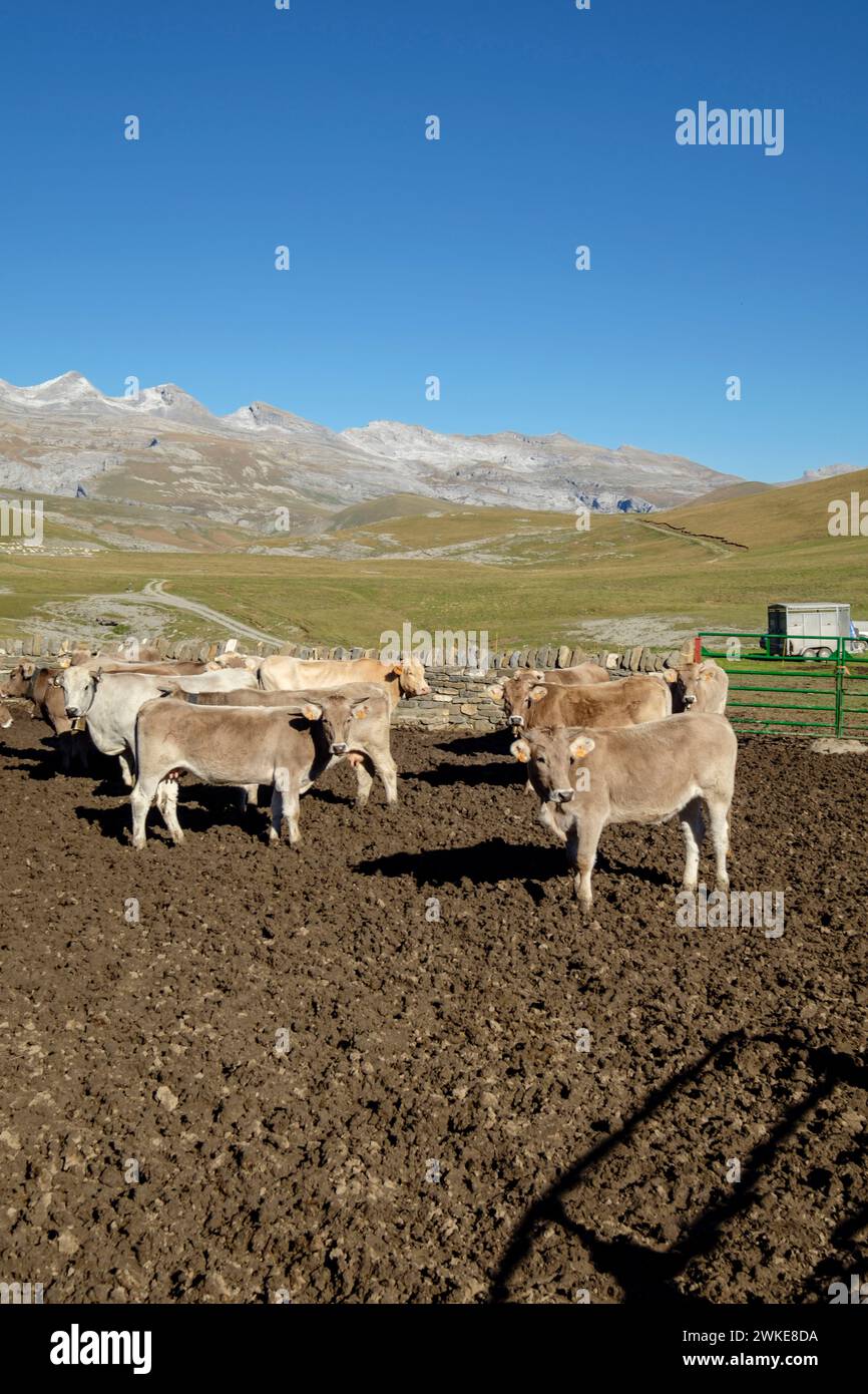 Cercado de Vacas, Llano Tripals, Parque nacional de Ordesa y Monte Perdido, comarca del Sobrarbe, Huesca, Aragón, cordillera de los Pirineos, Spagna. Foto Stock