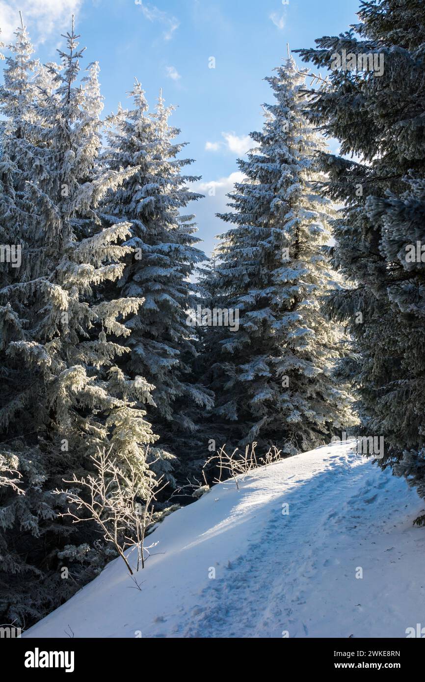 Sentiero di montagna, in un bellissimo inverno, vicino al picco Toaca sul monte Ceahlau, Romania Foto Stock