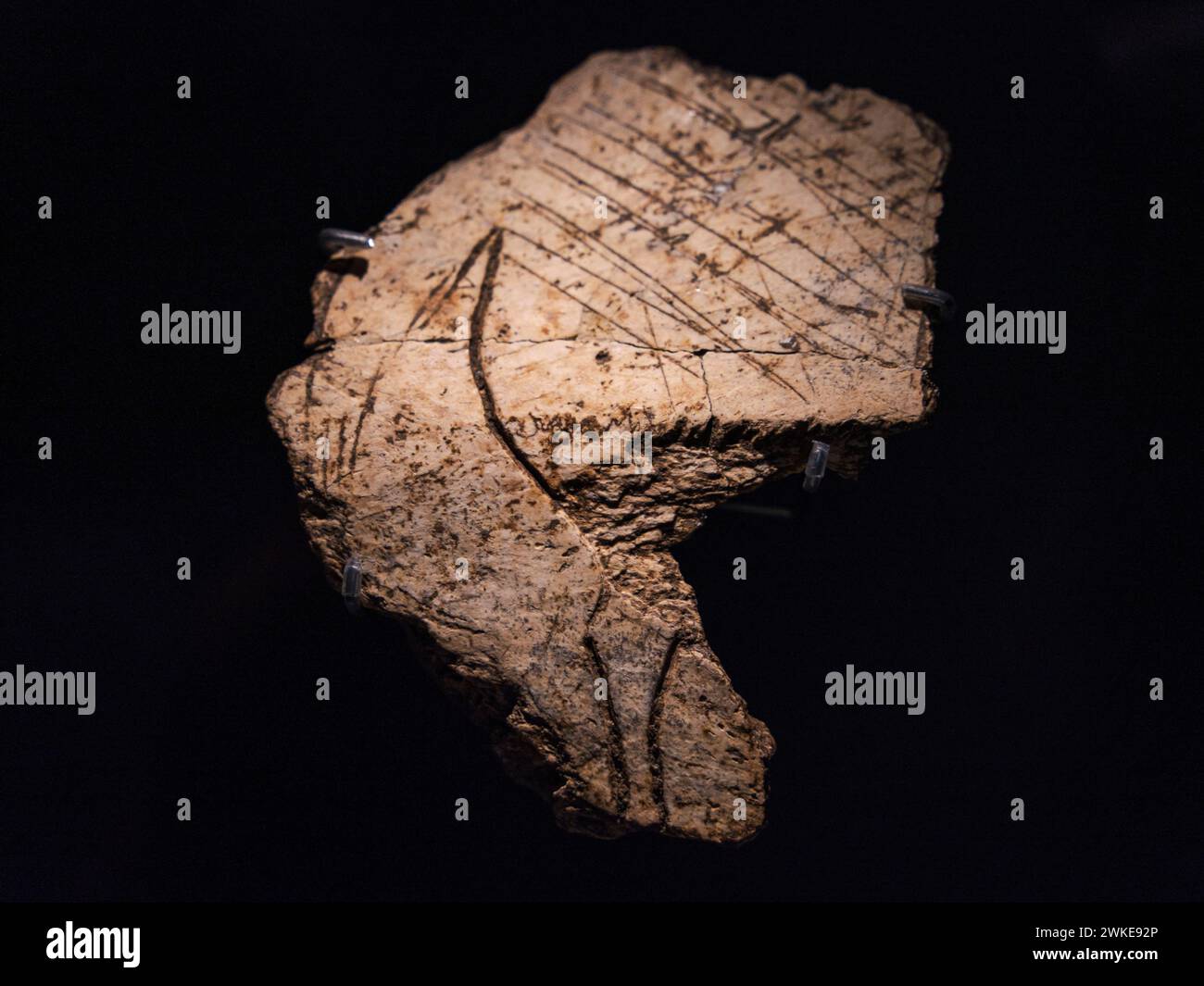 Osso inciso con profonda tecnica di incisione, quartiere posteriore del cavallo, arte del mobile paleolitico, San Felices de Buelna, Museo di preistoria e archeologia (MUPAC), Santander, Cantabria, Spagna. Foto Stock