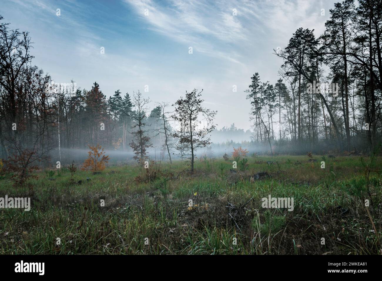 Splendida mattina autunnale nella foresta su un grande prato verde con alberi. C'è un po' di nebbia nel prato. Foto Stock
