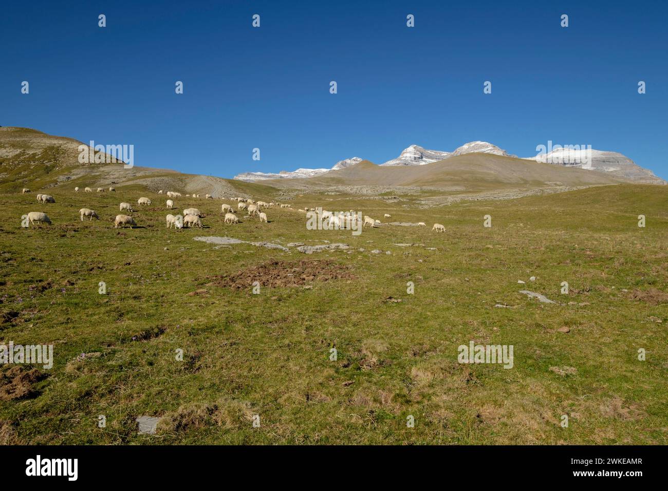rebaño de ovejas en los pastos de plano Tripals, parque nacional de Ordesa y Monte Perdido, comarca del Sobrarbe, Huesca, Aragón, Cordillera de los Pirineos, Spagna. Foto Stock